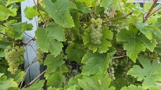 Huse i Kokkedal - billede 19