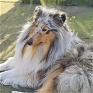 husdyr tilladt hunde